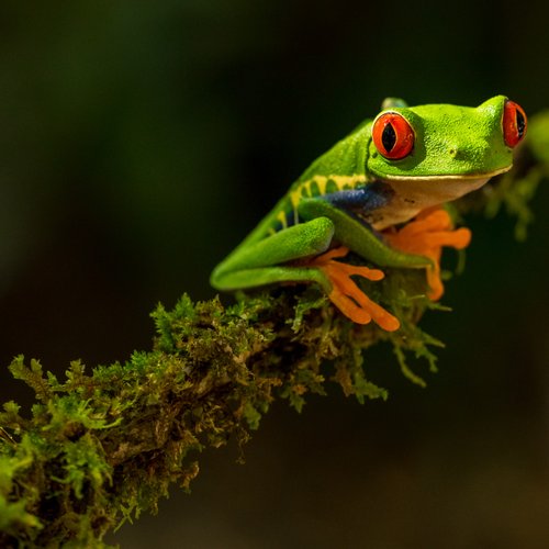Costa Rica Frosch