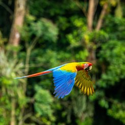 Costa Rica Vogel