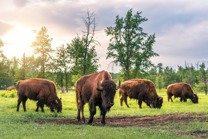 Kanada Reise - Elk Island Nationalpark