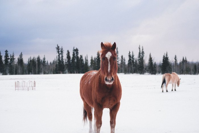 Kanada Reise Whitehorse