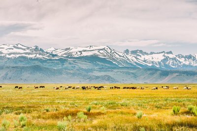 Tierbeobachtung USA Reise