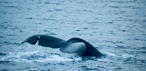 Alaska Reise - Wal in Icy Strait Point 