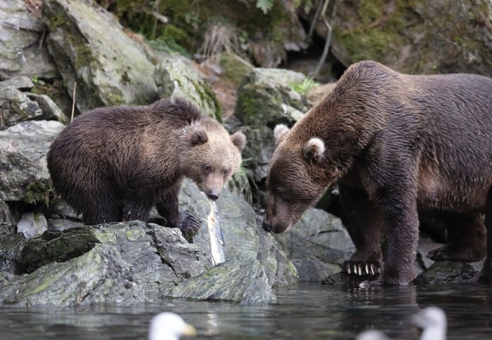 Alaska Reise - Braunbaeren, Kodiak Island