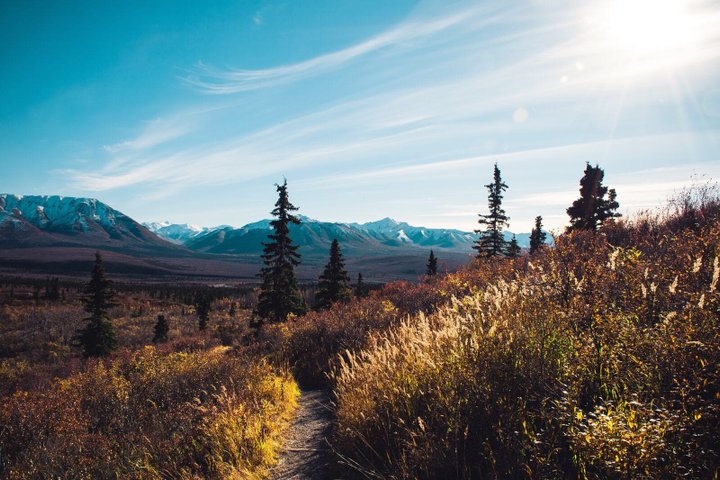 Denali Nationalpark Reise