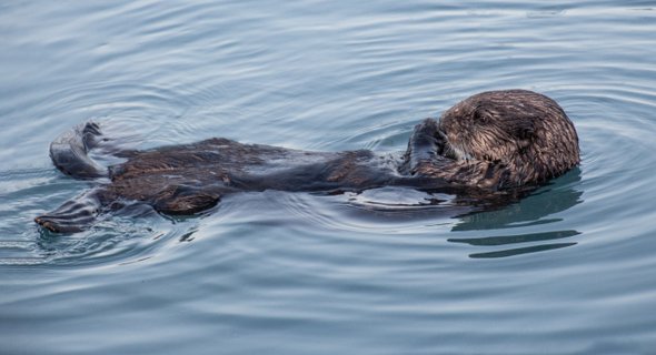 Alaska Reise - Fischotter im Kenai Fjords NP