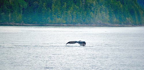 Kanada Reise - Telegraph Cove