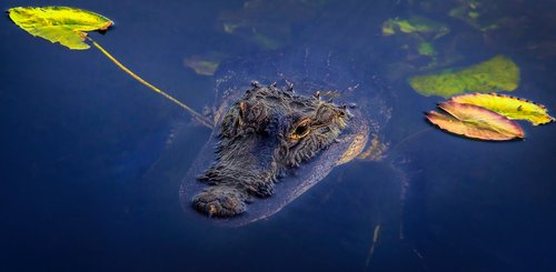 Alligator im Wasser