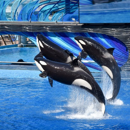 USA Reise - Sea World in Orlando