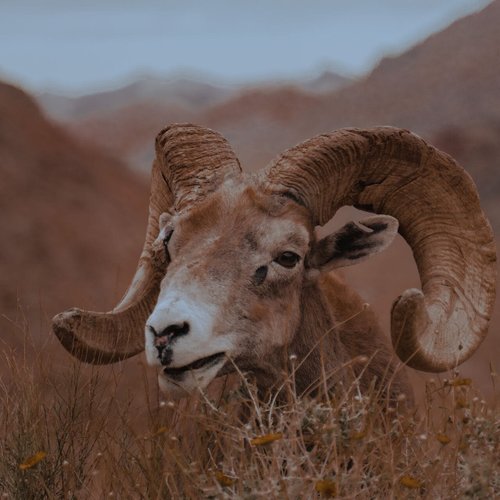USA Reise - Valley of Fire State Park