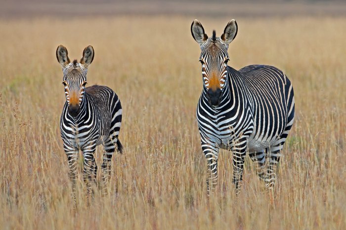 Suedafrika Reise