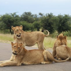Suedafrika Reise