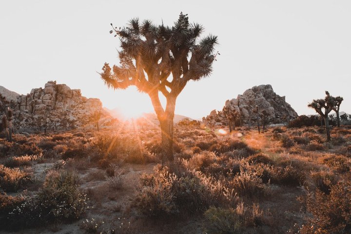 Joshua Tree Nationalpark Reise