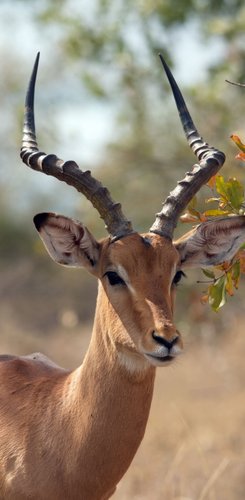 Suedafrika Reise