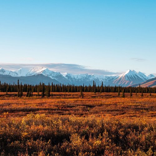 Denali Nationalpark Reise