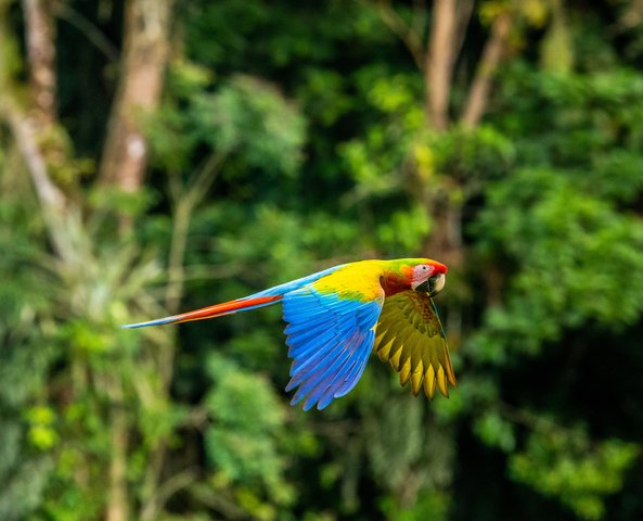Costa Rica Vogel