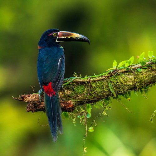 Costa Rica 