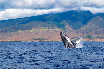 USA Reise - Kaanapali, Maui