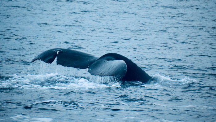 Alaska Reise - Wal in Icy Strait Point 