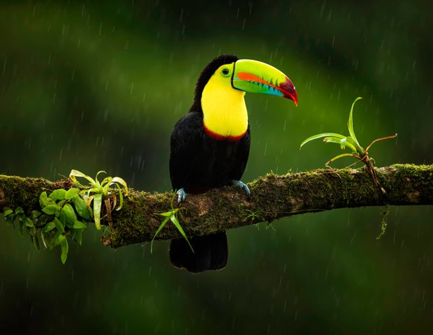 Costa Rica Vogel