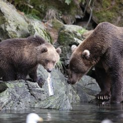 Alaska Reise - Braunbaeren, Kodiak Island
