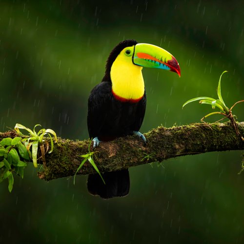Costa Rica Vogel