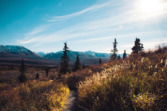 Denali Nationalpark Reise