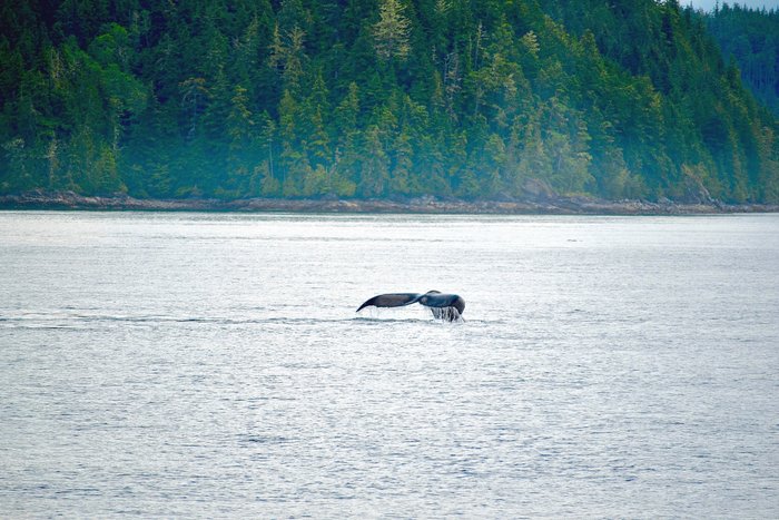 Kanada Reise - Telegraph Cove