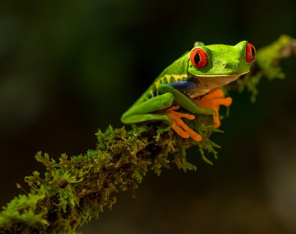 Costa Rica Frosch