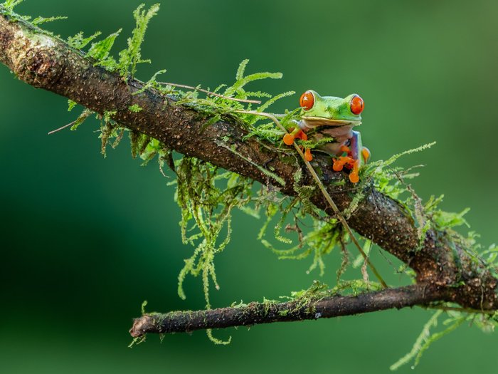 Costa Rica Frosch