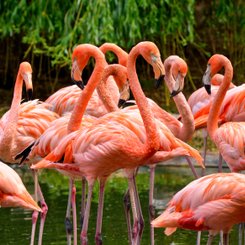 USA Reise - Flamingos im Everglades Nationalpark