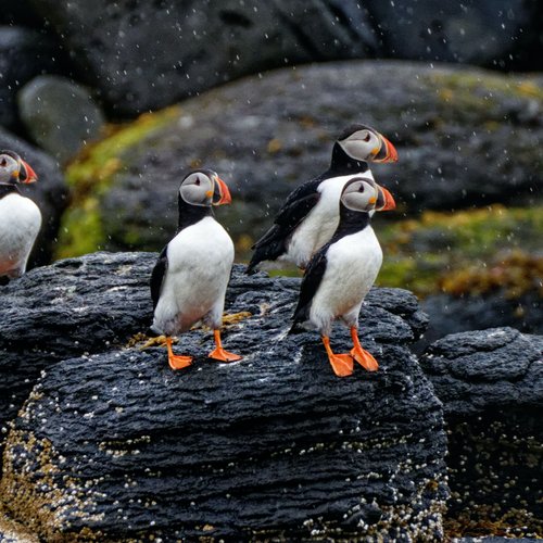 Island Tiere