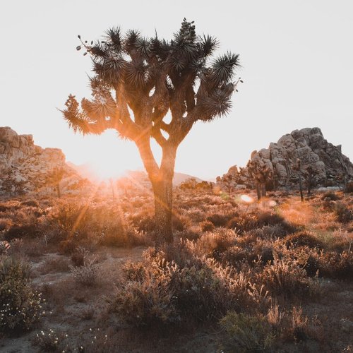 Joshua Tree Nationalpark Reise