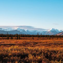 Denali Nationalpark Reise
