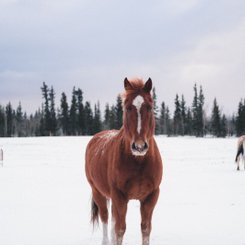Kanada Reise Whitehorse