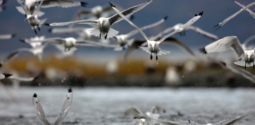 Alaska Reise - Möwen in Kodiak Island