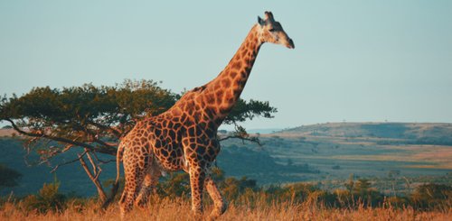 Suedafrika Reise