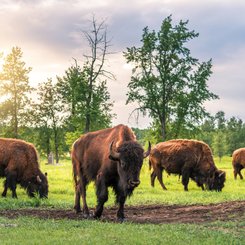 Kanada Reise - Elk Island Nationalpark