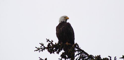 Alaska Reise - Adler, Kodiak Island