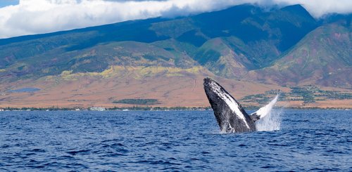 USA Reise - Kaanapali, Maui