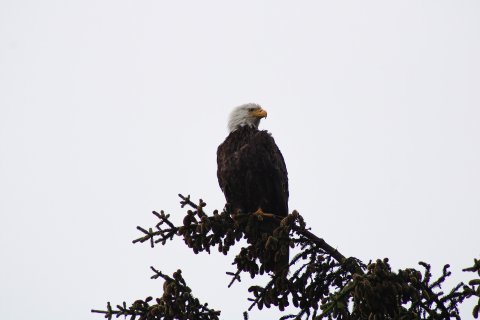 Alaska Reise - Adler, Kodiak Island