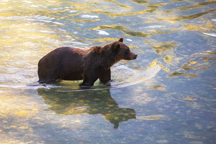 Kanada Reise - Bär im Wasser