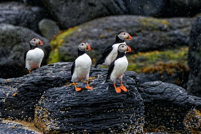 Island Tiere