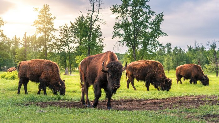 Kanada Reise - Elk Island Nationalpark