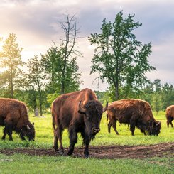 Kanada Reise - Elk Island Nationalpark