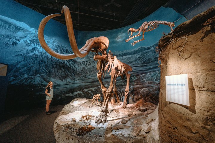 Kanada Reise - Royal Tyrrell Museum, Drumheller