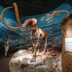 Kanada Reise - Royal Tyrrell Museum, Drumheller
