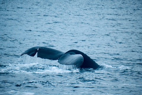 Alaska Reise - Wal in Icy Strait Point 