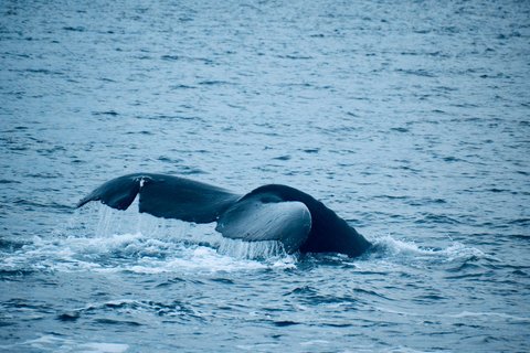 Alaska Reise - Wal in Icy Strait Point