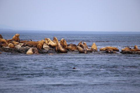 Kanada Reise - Seelöwen in Juan de Fuca