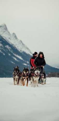 Kanada Reise - Hundeschlitten, Yukon